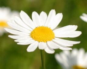 Decoction of chamomile induces fatigue
